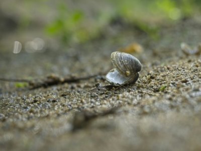 Une coquille de corbicule, aussi appelée palourde asiatique, dans le lit de la Loire le 27 juillet 2022 à Vouvray, en Indre-et-Loire - GUILLAUME SOUVANT [AFP]