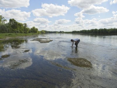 L'éclaircissement des eaux de la Loire, ici à Vouvray, en Indre-et-Loire, le 27 juillet 2022, a été bénéfique pour le développement de la végétation aquatique - GUILLAUME SOUVANT [AFP]