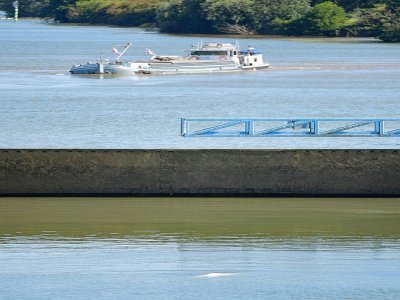 Un béluga, repéré dans la Seine, à proximité de l'écluse de Notre-Dame-de-la-Garenne (Eure), le 6 août 2022 - Jean-François MONIER [AFP]