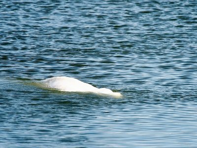 un béluga, égaré dans la Seine depuis une semaine, nage dans une écluse à Notre-Dame-de-la-Garenne, le 8 août 2022 - JEAN-FRANCOIS MONIER [AFP]