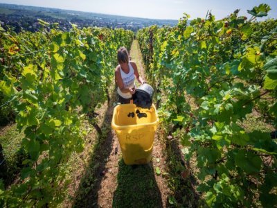 Vendanges dans les vignes d'appelation Crémant d'Alsace à Marlenheim dans le Bas-Rhin, le 11 août 2022 - PATRICK HERTZOG [AFP/Archives]