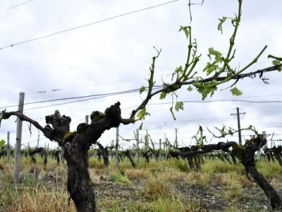 Des ceps de vignes dans un vignoble à Cognac en Charente après un violent orage, le 26 mai 2018 - GEORGES GOBET [AFP/Archives]