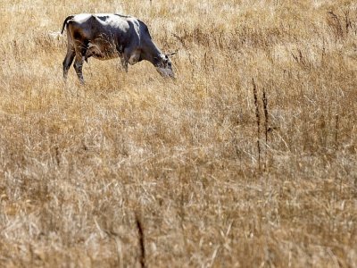 Une vache paît dans un champ desséché à Saint Philbert-sur-Risle, en Normandie le 3 août 2022 - JOEL SAGET [AFP]