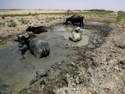 Des buffles dans les marais de Hawizeh, dans le sud de l'Irak, le 27 juillet 2022 - AHMAD AL-RUBAYE [AFP]