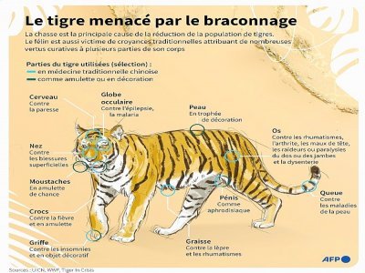 Le tigre menacé par le braconnage - Valentin RAKOVSKY [AFP]