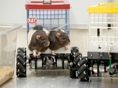 Deux rats à bord d'un véhicule miniature, à l'université américaine de Richmond, le 2 août 2022 - Ryan M. Kelly [AFP]