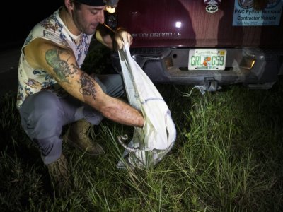 Le chasseur Enrique Galan met dans un sac  un python birman qu'il vient d'attraper dans le parc national des Everglades, le 11 août 2022 en Floride - CHANDAN KHANNA [AFP]