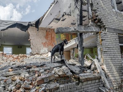 Une chèvre dans un bâtiment détruit par une frappe russe, à Mykolaïv, le 20 août 2022 - BULENT KILIC [AFP]