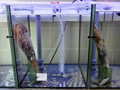 Des nacres dans un bassin de l'aquarium du Canet-en-Roussillon, le 23 août 2022 dans les Pyrénées-Orientales - RAYMOND ROIG [AFP]