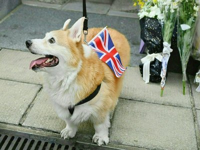 Un chien de race corgi, comme ceux d'Elizabeth II, porte le drapeau de la Grande-Bretagne devant le consulat britannique à Hong Kong où une foule s'est rassemblée pour rendre un dernier hommage à la reine - Peter PARKS [AFP]