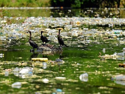 Des cormorans au milieu des déchets plastiques et autres qui flottent à la surface du réservoir Cerron Grande à Potonico, le 9 septembre 2022 au Salvador - MARVIN RECINOS, MARVIN RECINOS [AFP]