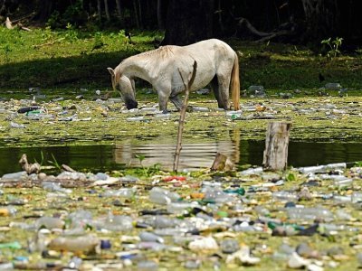 Un cheval s'abreuve au milieu de déchets plastiques flottant à la surface du réservoir de Cerron Grande à Potonico, le 9 septembre 2022 au Salvador - MARVIN RECINOS, MARVIN RECINOS [AFP]