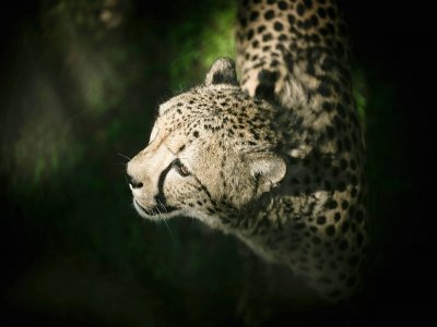 Un guépard du zoo African Safari de Plaisance du Touch, dans le sud-ouest de la France, le 7 juillet 2022 - Lionel BONAVENTURE [AFP]