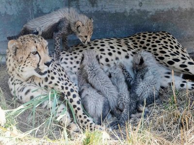 Une femelle guépard et sa portée dans le zoo Wilhema de Stuttgart, en Allemagne, le 5 août 2022 - THOMAS KIENZLE [AFP]