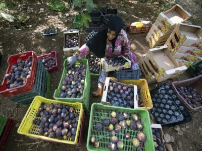 Une femme remplit des cagettes de figues à Djebba, le 19 août 2022 en Tunisie - FETHI BELAID [AFP]