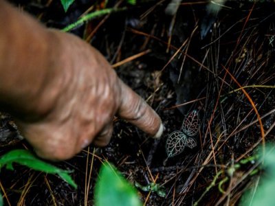 Musimin montre une jeune pousse d'orchidée dans une forêt au pied du volcan Merapi, le 26 juin 2022 à Yogyakarta, en Indonésie - Aditya Irawan [AFP]