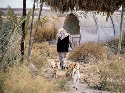 L'Irakien Molla al-Rached, agriculteur à Ras al-Bisha, dans le sud de l'Irak où les sols sont salinisés. Le 12 février 2022 - Ayman HENNA [AFP]