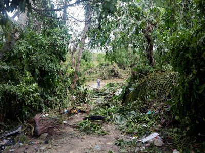 Des arbres abattus par l'ouragan Fiona à El Seibo, en République dominicaine, le 20 septembre 2022 - Erika SANTELICES [AFP]