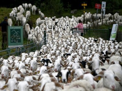 Un troupeau de moutons dans la vallée de la Soula, dans les Hautes-Pyrénées, le 14 septembre 2022 - Valentine CHAPUIS [AFP/Archives]