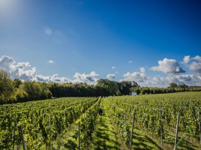 Des vendangeurs récoltent du raisin Chardonnay dans une vigne de Quiery-la-Motte, dans le nord de la France, le 27 septembre 2022 - Sameer Al-DOUMY [AFP]