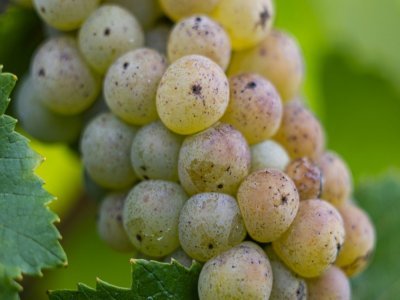Une grappe de raisin Chardonnay d'une vigne de Quiery-la-Motte, dans le nord de la France, le 27 septembre 2022 - Sameer Al-DOUMY [AFP]