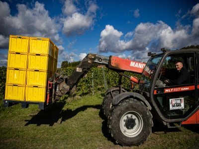 L'agriculteur Laurent Sellié transporte du raisin Chardonnay dans sa vigne de Quiery-la-Motte, dans le nord de la France, le 27 septembre 2022 - Sameer Al-DOUMY [AFP]