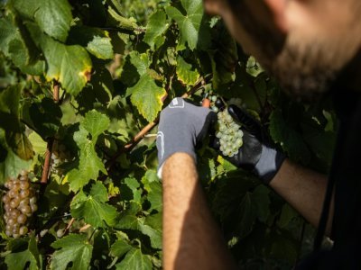 Un vendangeur récolte une grappe de raisin Chardonnay dans une vigne de Quiery-la-Motte, dans le nord de la France, le 27 septembre 2022 - Sameer Al-DOUMY [AFP]