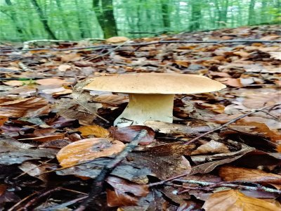 Dans la forêt des Ecouves, tout comme dans les autres bois ornais, de nombreuses variétés de champignons poussent.