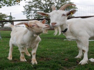 De nombreuses chèvres sont à l'adoption au refuge de Pervenchères. - SPA 61