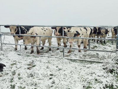 Les vaches ont été surprises mardi 17 janvier par l'arrivée de la neige. Photo prise à Herqueville, commune de La Hague. - Laura Ponchon