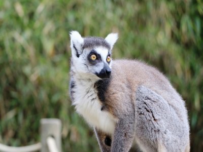 Qu'ils sont grands, les yeux de ce lémurien. On peut voir toute une bande de primates au zoo de Champrépus.