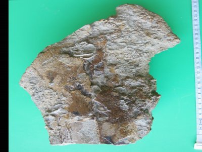 Le fragment de tibia de théropode retrouvé par un collectionneur amateur. - Paléospace