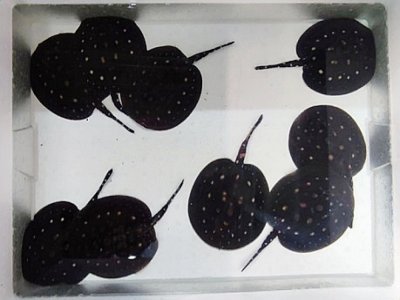 Les neuf mini-raies, tout juste après leur collecte par leur soigneuse. - Biotropica