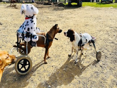 Suzi-handicap à Montreuil accueille aujourd'hui près de 280 animaux blessés ou handicapés. L'association a besoin de dons pour fonctionner : suzihandicapanimal.net ou 06 64 72 21 55