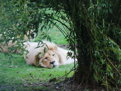 À Jurques, des lions blancs se prélassent dans leur enclos.