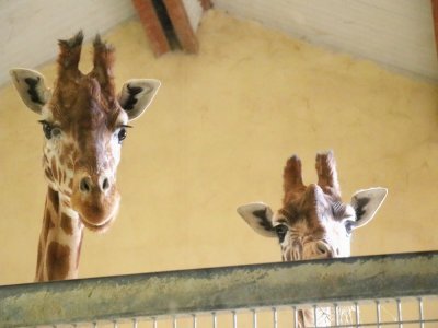 Les girafes.