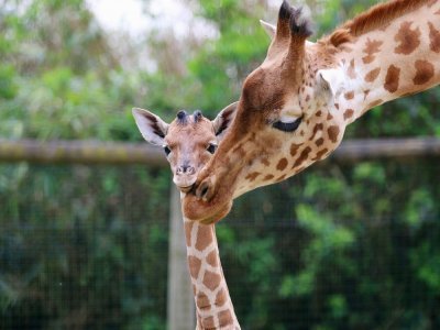 Violette et sa mère Panambi font partie d'une sous-espèce des girafes de l'Ouest. - Zoo de Champrépus