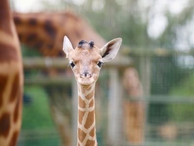 Violette est un girafon de Kordofan. - Zoo de Champrépus
