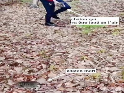 Les deux adolescents ont jeté contre des arbres les deux chatons, qui finiront par succomber à ces sévices. - Captures d'écran prises par l'association Stéphane Lamart