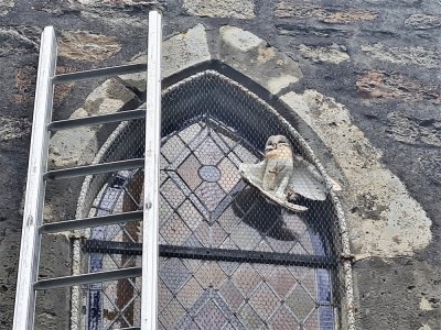 La chouette effraie coincée entre le vitrail et le grillage de protection des vitraux.