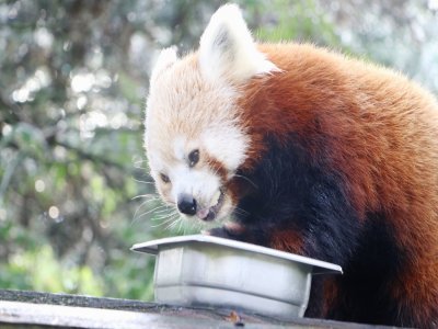 Les pandas roux sont nourris avec des croquettes de bambou.
