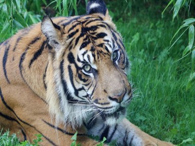 Les tigres restent dans leur cage et leur enclos, mais les visiteurs peuvent en voir les coulisses.