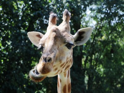 Les girafes ont au menu des carottes, des oignons, du fourrage et des feuilles. Dans la nature, elles mangent 35 kg de feuilles par jour.