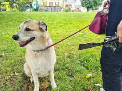 À Montville, une nouvelle campagne de sensibilisation aux déjections canines a été lancée cet été. L'objectif, interpeller les passants avec de nouveaux panneaux pour les inciter à ramasser les déjections de leurs chiens.