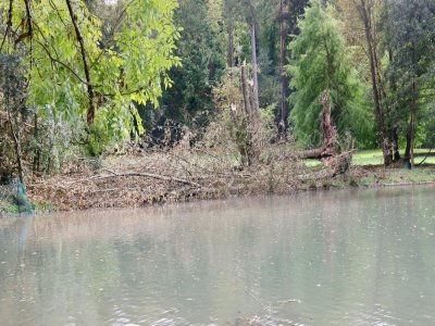Lors des orages du dimanche 17 septembre, le parc de Clères près de Rouen a été touché. De nombreux arbres sont tombés, dont celui-ci, situé près de l'étang.