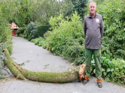 Sébastien Beaupère, chef des jardiniers du parc de Clères, a fort à faire après l'orage survenu dimanche 17 septembre.