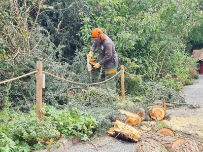 Le chef jardinier Sébastien Beaupère tronçonne les arbres après qu'ils sont tombés lors de l'orage.
