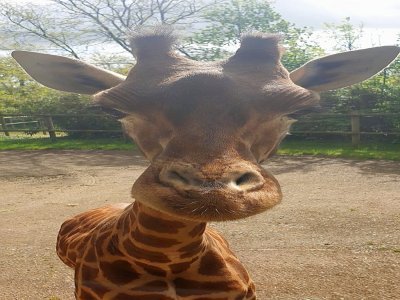 La girafe fait partie d'une sous-espèce en danger d'extinction.