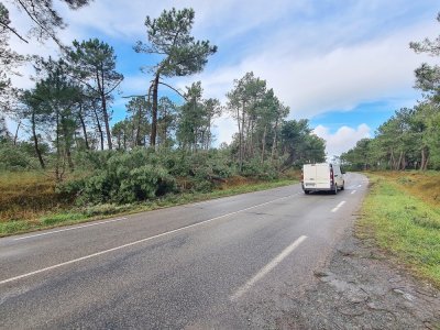 Des centaines d'arbres sont tombés.