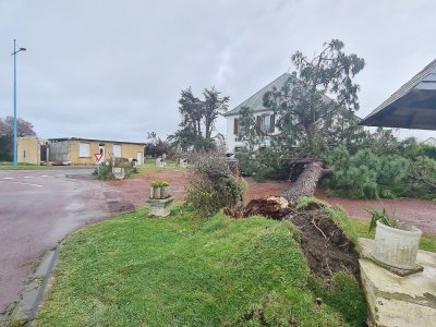 De nombreux arbres sont tombés à Pirou, comme ici près du rond-point de la route touristique.